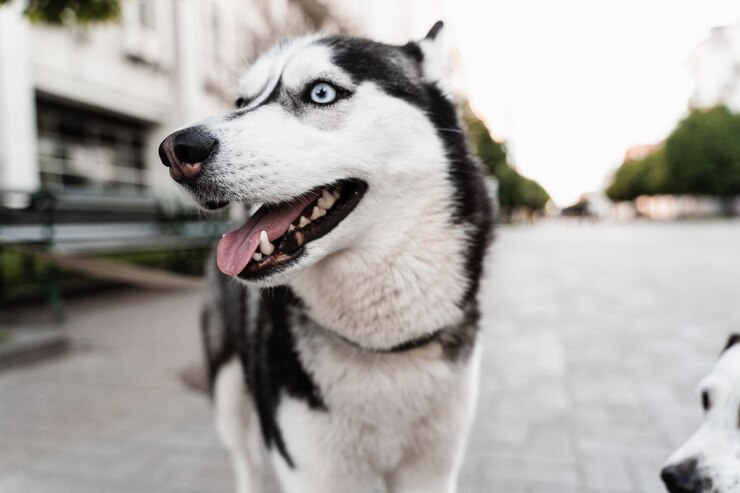 “I Am Not Fat” Husky