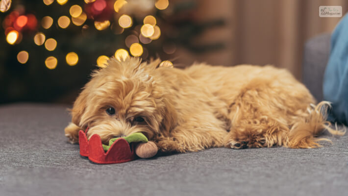 Maltipoo Breed Overview