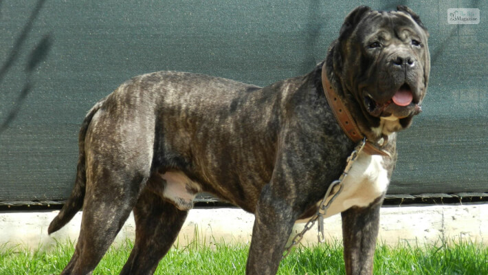 Presa Canario