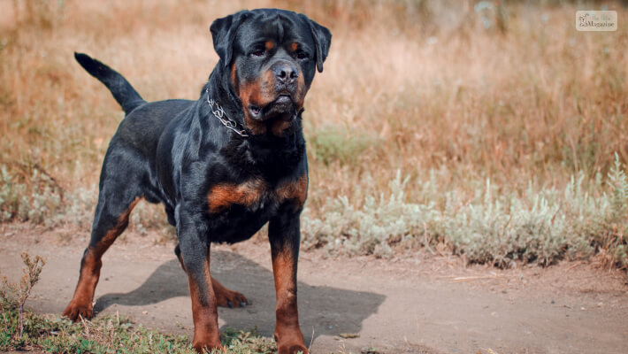 Rottweiler