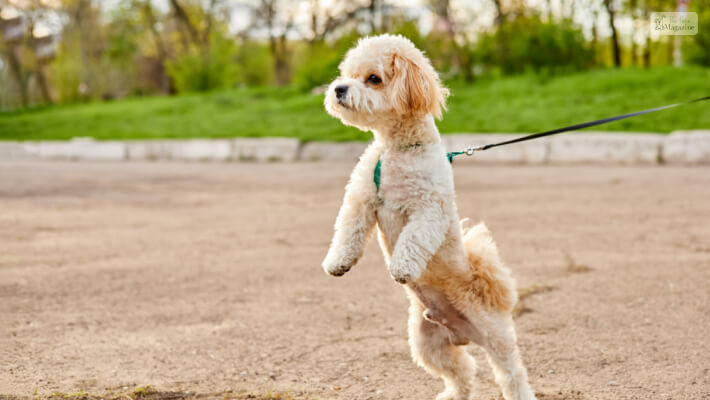 Maltese Poodle Temperament