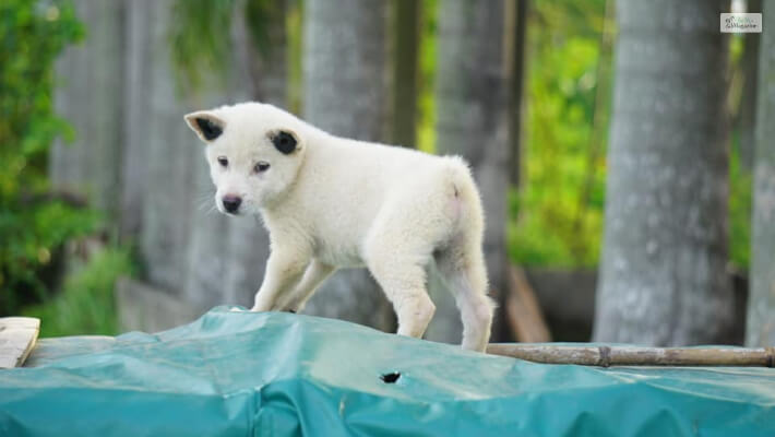 The Hmong Dog Origin: The Cat Dog Mix Breed