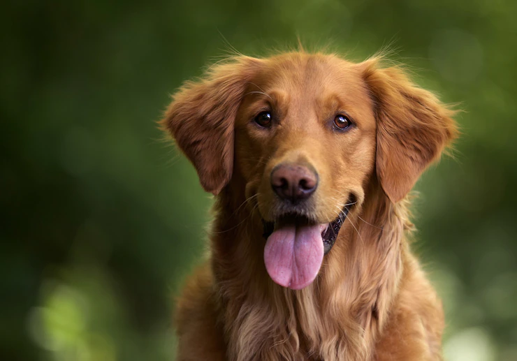 The Smiling Dog