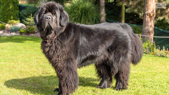 newfoundland dog