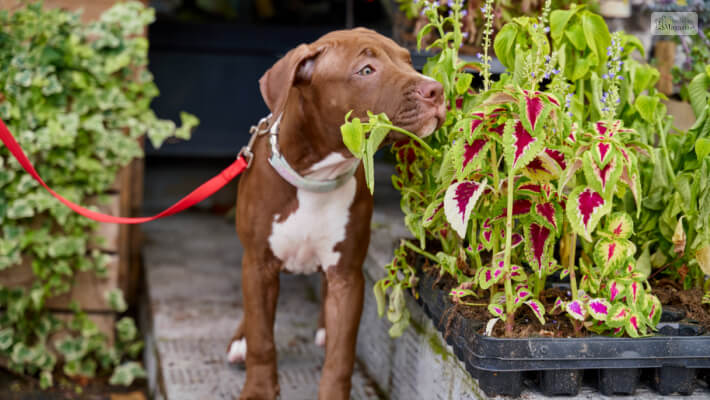 red nose pitbull Appearance