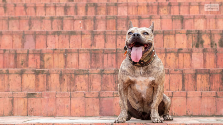 Brindle Pitbull Temperament & Personality