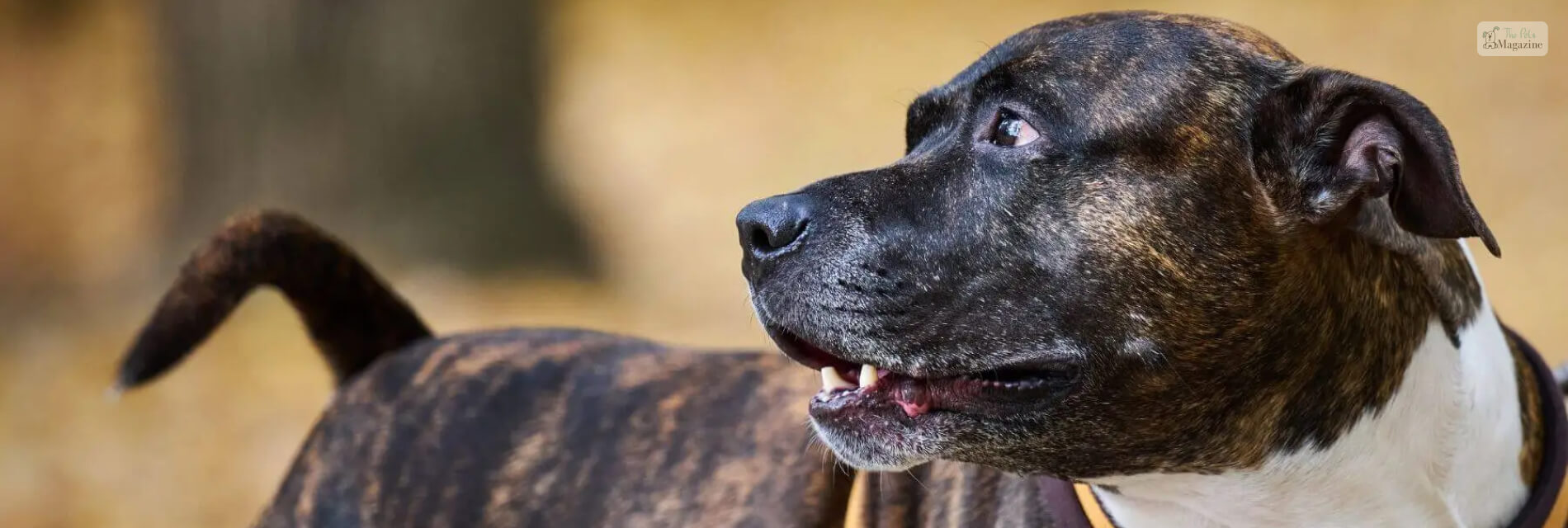 Brindle Pitbull