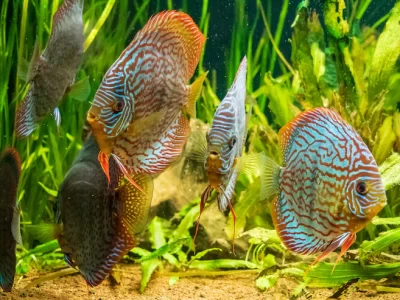 Healthy Aquarium Fish