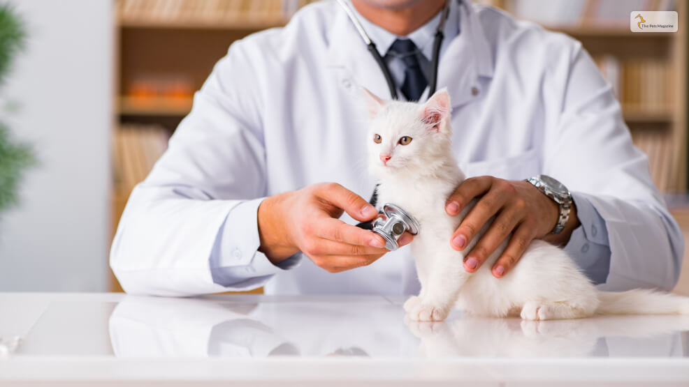 How Do Vets Diagnose the Cause of Cat Coughing_