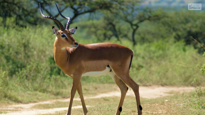 Impala