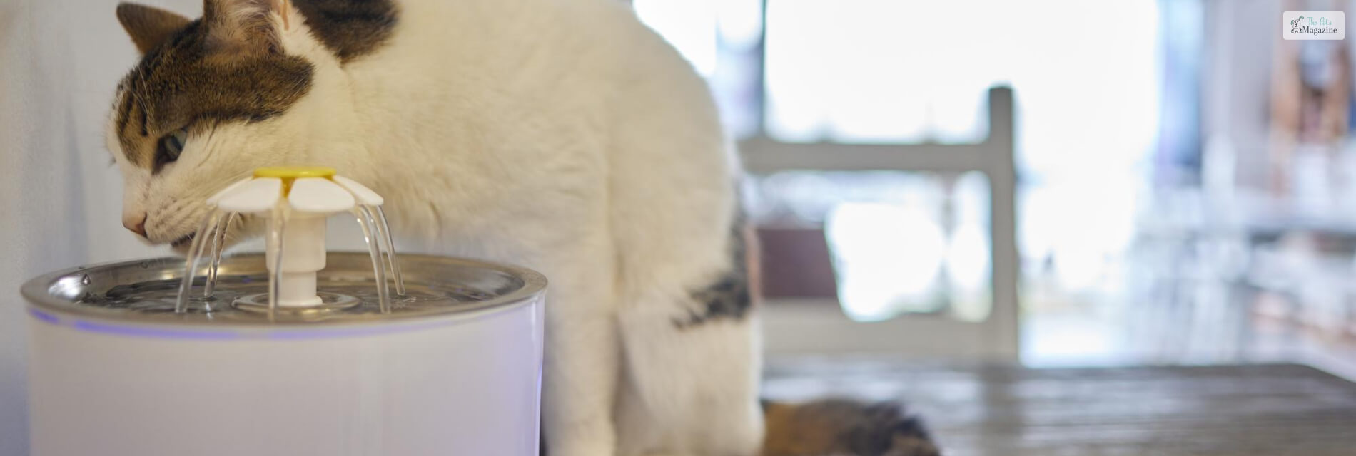 Pet Fountain