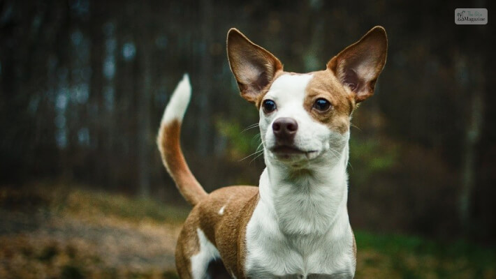 Pitbull Terrier Chihuahua Mix