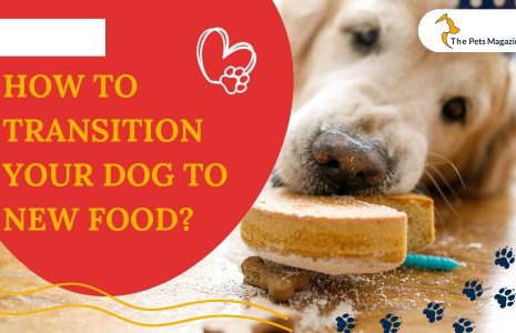 Transition Your Dog To New Food