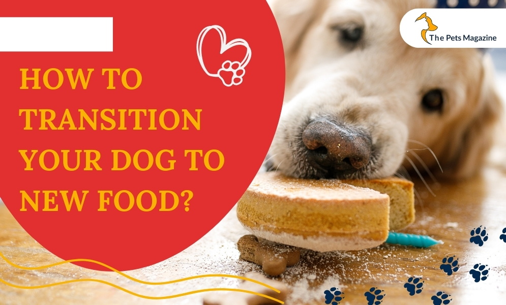 Transition Your Dog To New Food