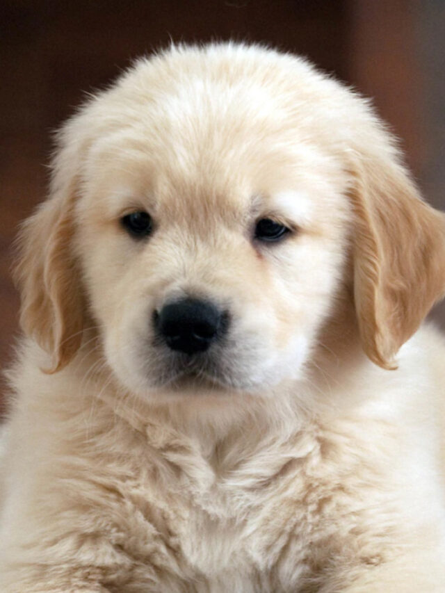 Golden Retriever Puppies Training Guide - Thepetsmagazine