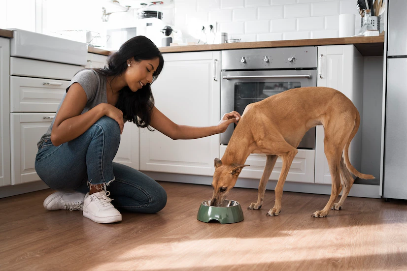 Transitioning your dog to a new food