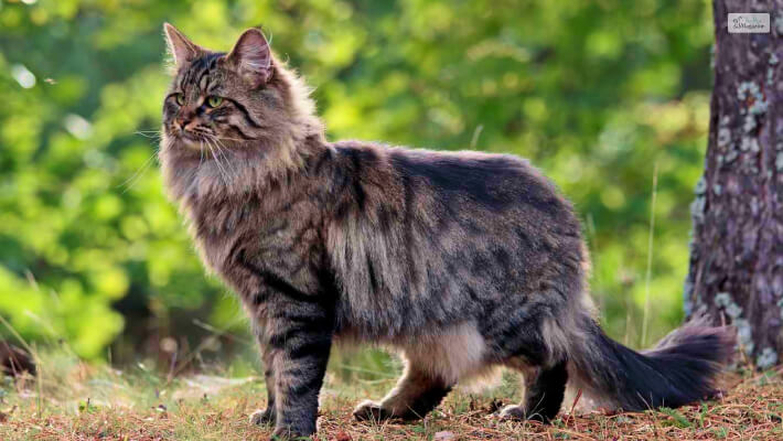 Norwegian Forest Cat Breed A Complete Overview In 2023