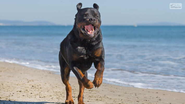 red nose pitbull mix rottweiler