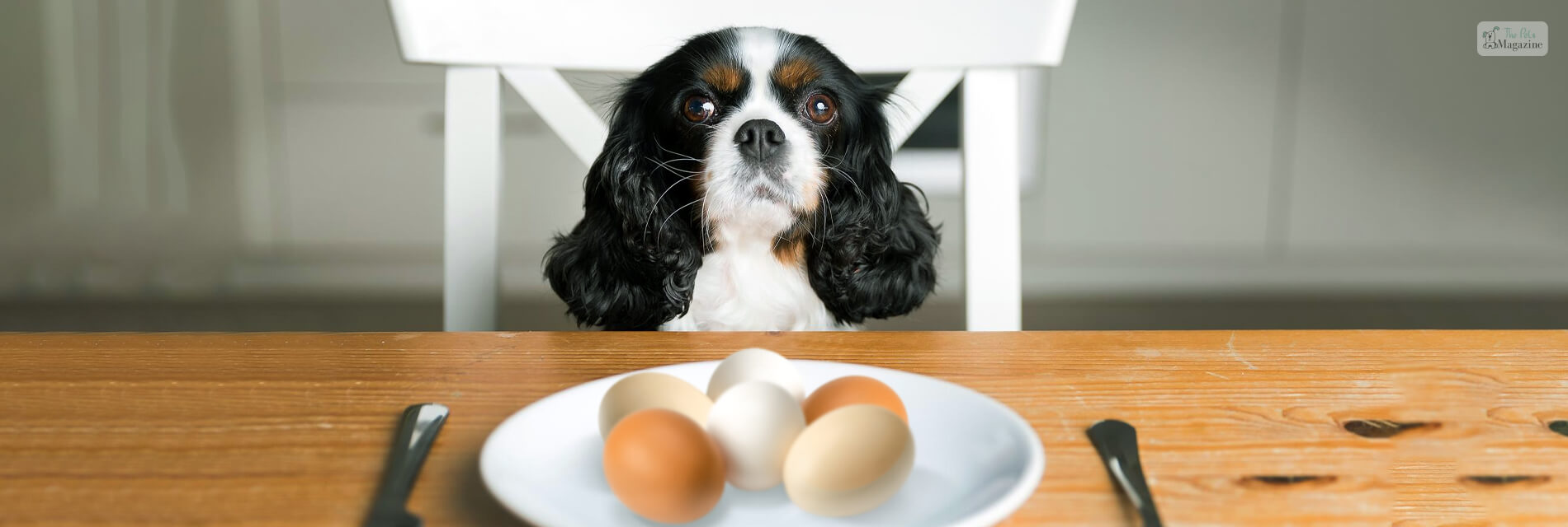 Can Dogs Eat Eggs