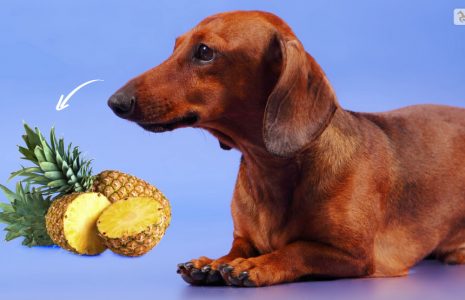 Can Dogs Eat Pineapple