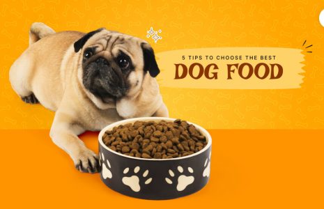 Dog Food