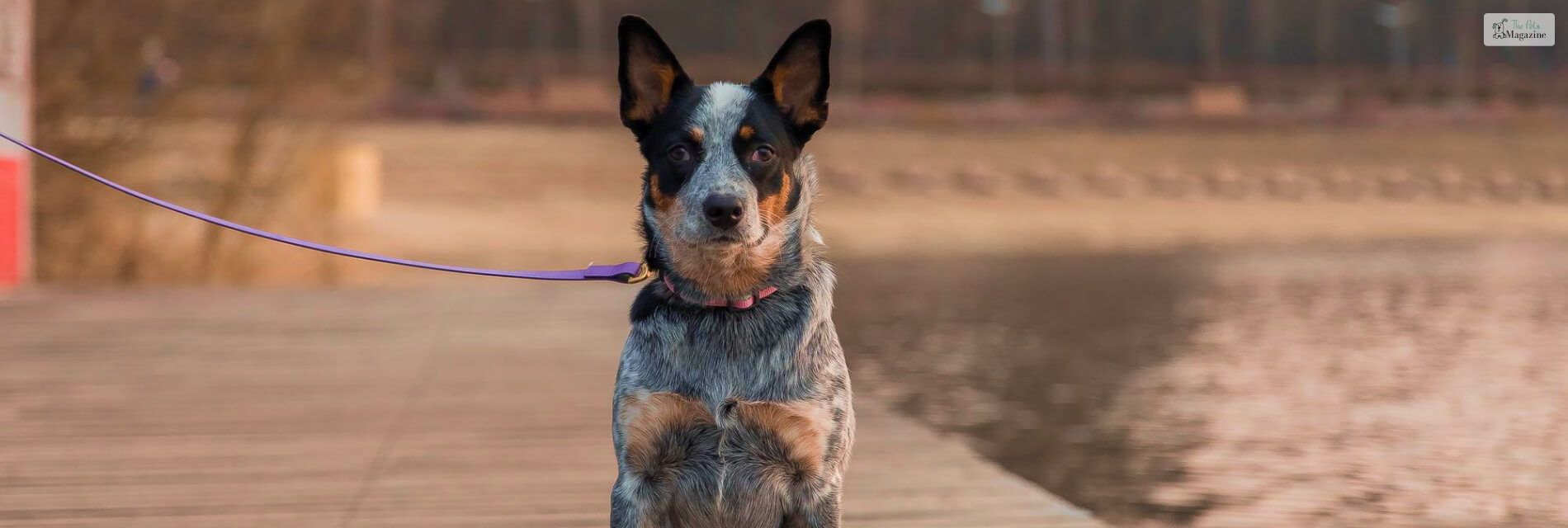 blue heeler