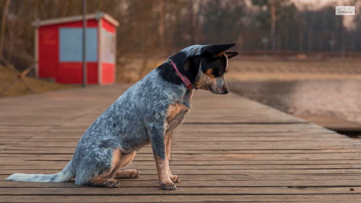 Physical Appearance Of The Blue Heeler