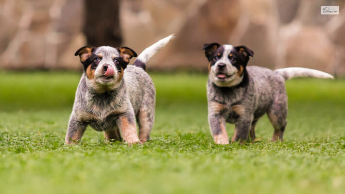 Pros & Cons Of Owning An Australian Cattle Dog