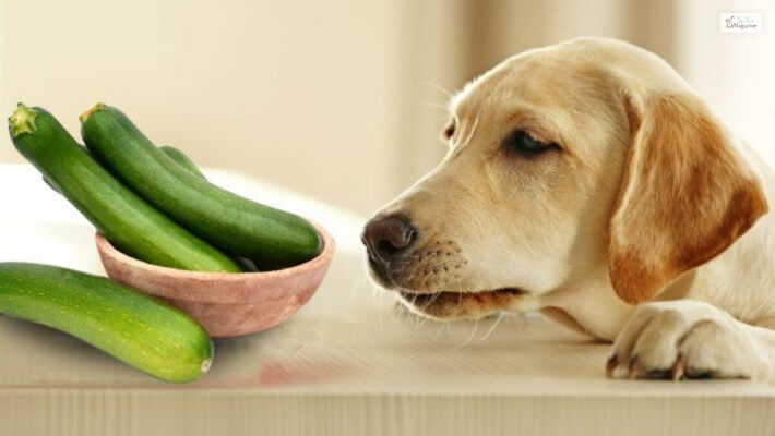 How Many Cucumber Slices Can Dogs Eat