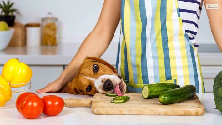 How To Safely Feed Cucumber To Your Dog