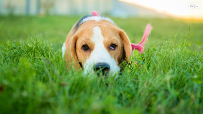 Is Eating Grass A Psychological Need