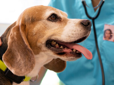 Kennel Cough Treatment