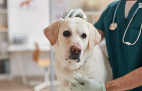 Kennel Cough Treatment Tips For Dogs