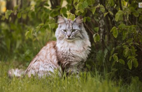 Norwegian Forest Cat Breed