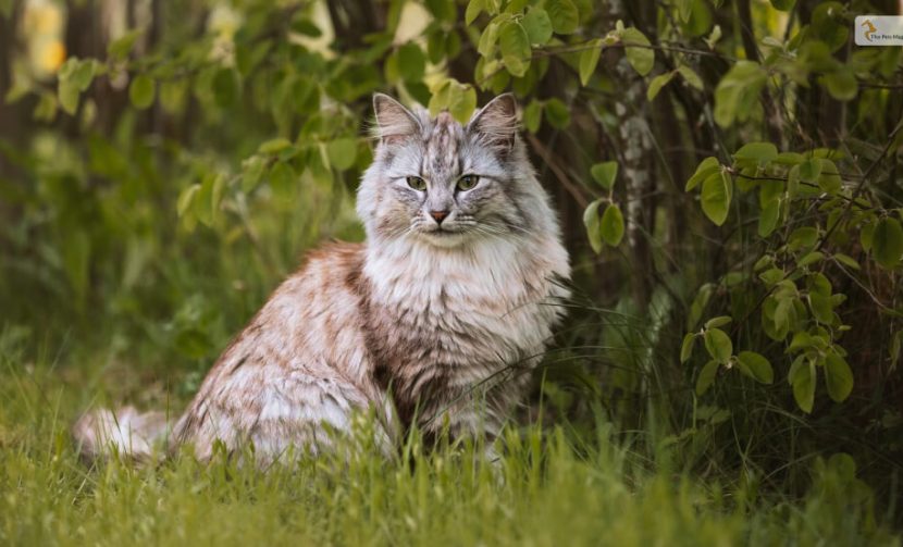 Norwegian Forest Cat Breed