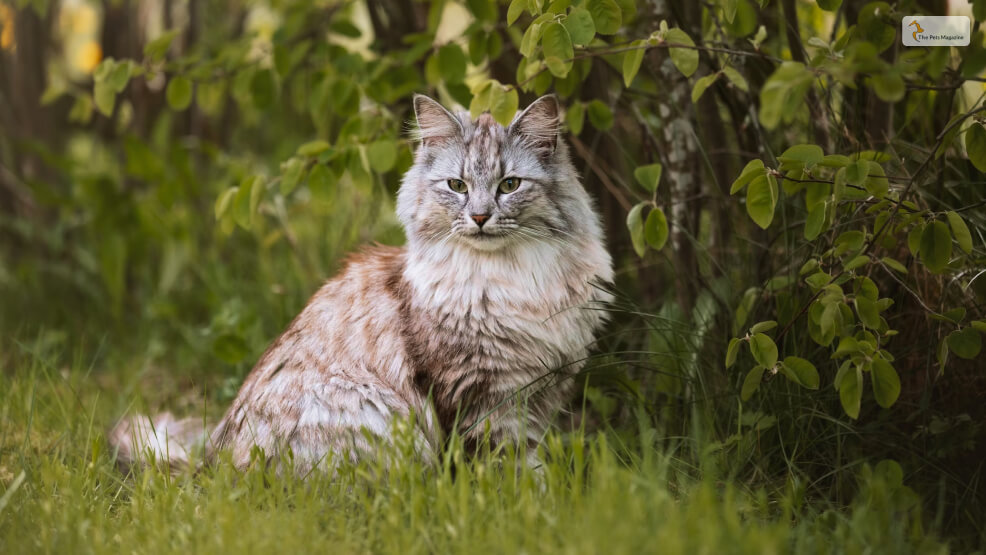 Norwegian Forest Cat Breed