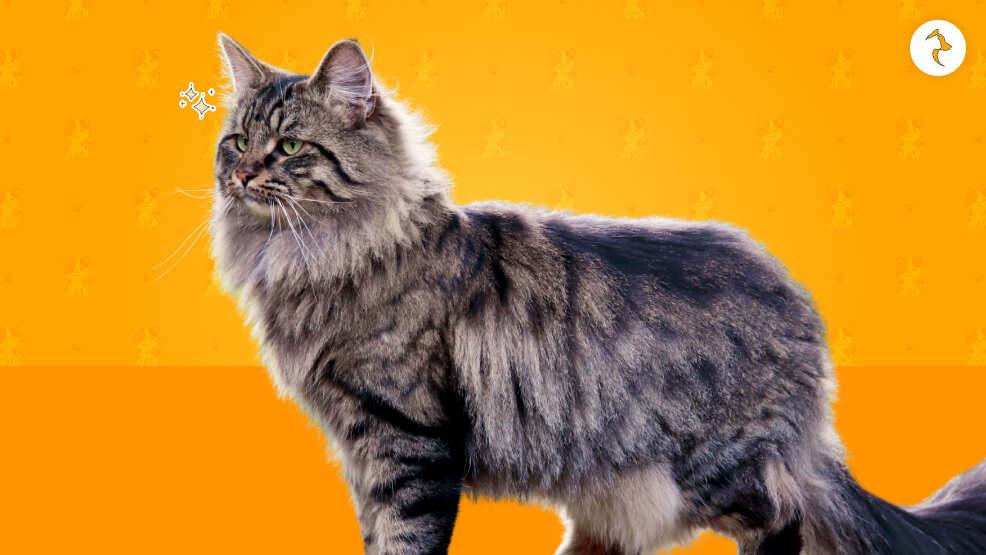 Norwegian Forest Cat Lifespan_ How Long Do They Lived