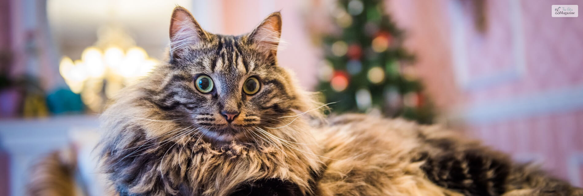 Norwegian Forest Cat