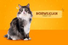Norwegian forest cat lifespan