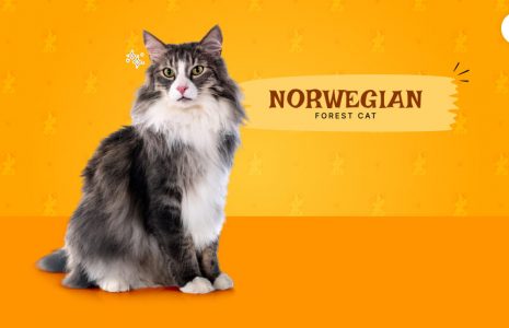 Norwegian forest cat lifespan