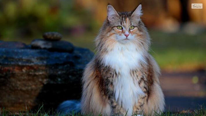 Physical Appearance Of Norwegian Forest Cats