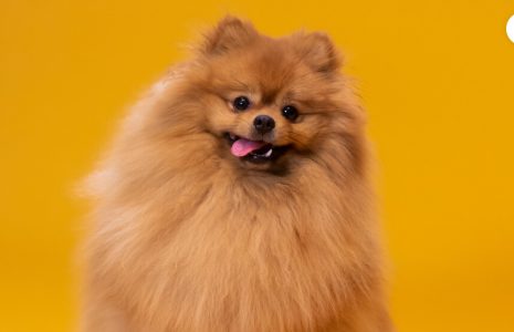 Pineranian Dog Breed