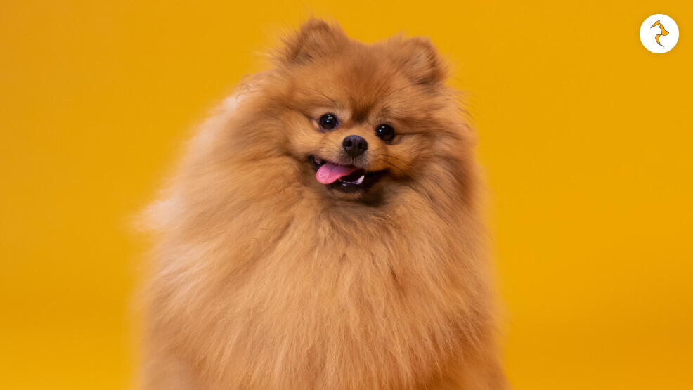 Pineranian Dog Breed