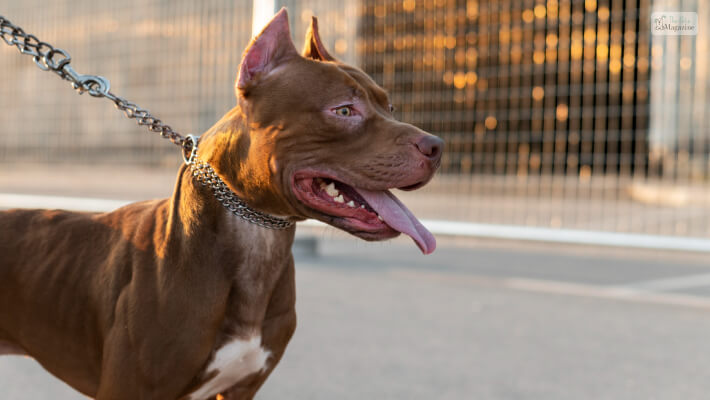 red nose pitbull mix rottweiler