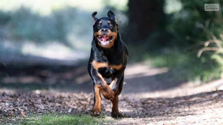 Rottweiler