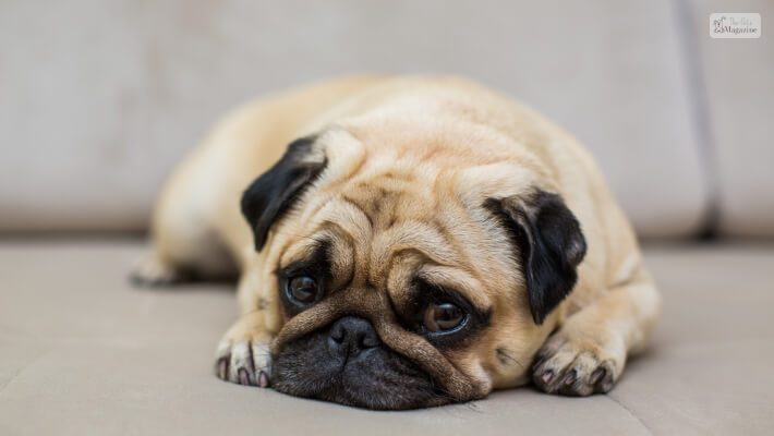 Signs To Know When Your Dog Is In Pain