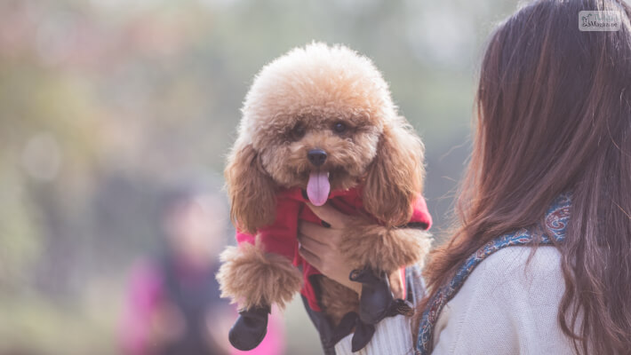 Teacup Poodle History of the Breed