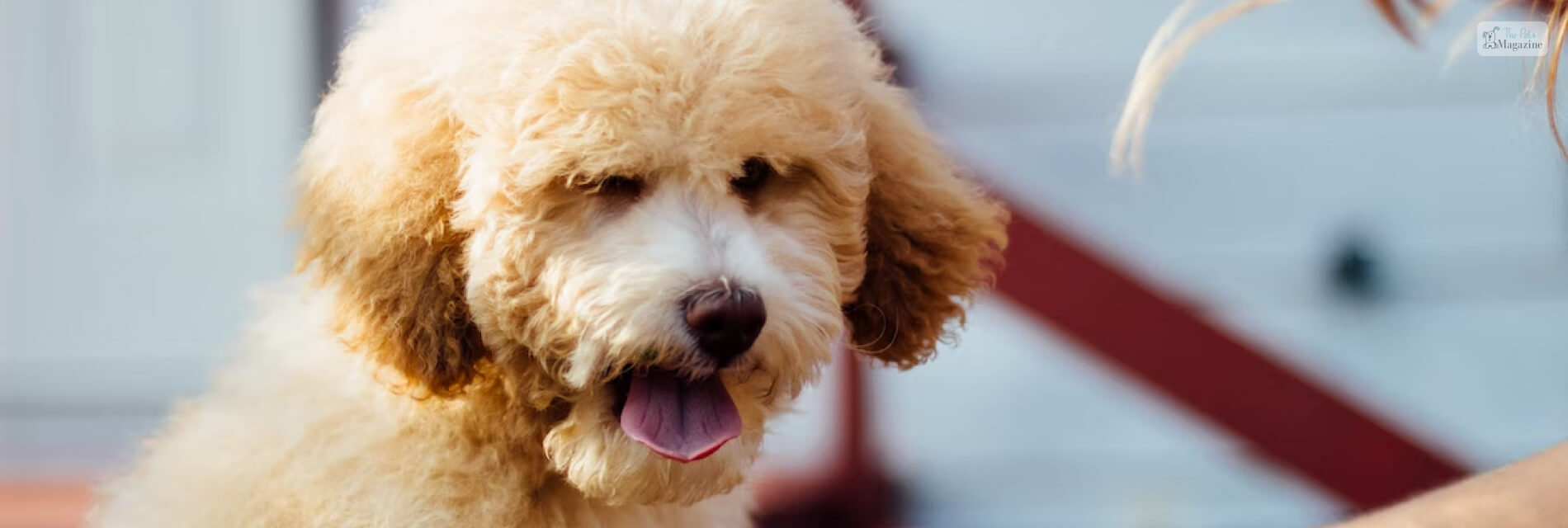 Teacup Poodle