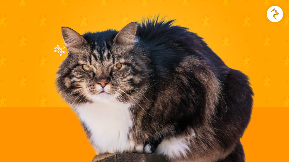 The History Of The Norwegian Forest Cat