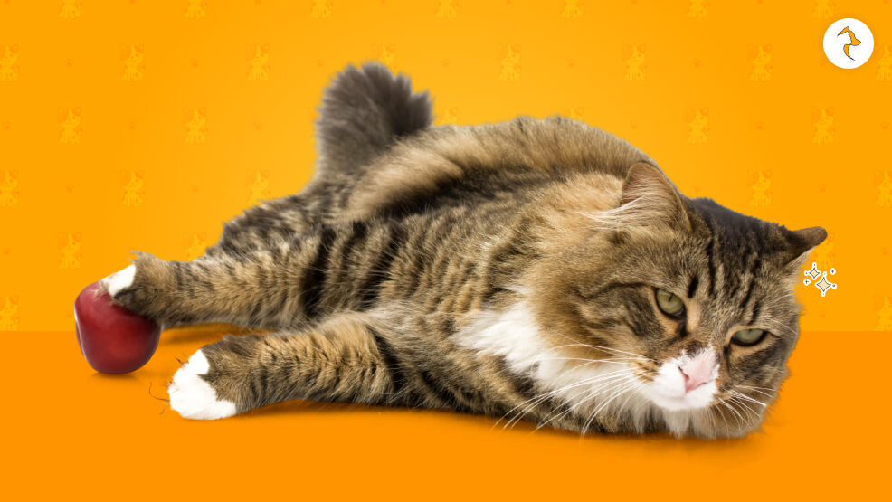 The Life Expectancy Of The Norwegian Forest Cat